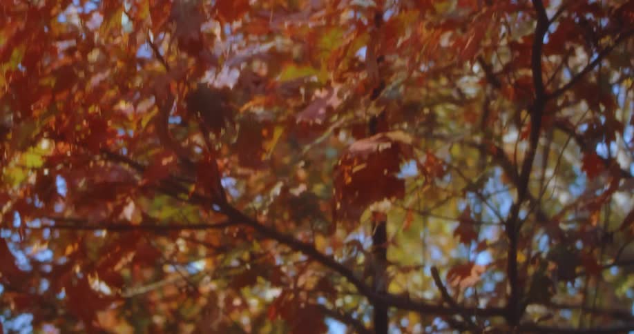 Trees with yellow leaves and branches with the sky and clouds in the background