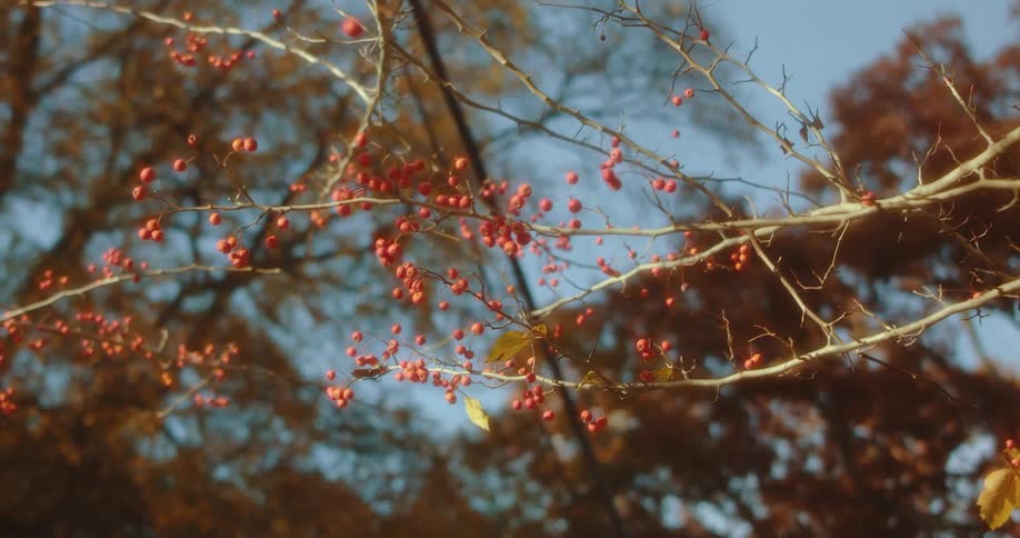 Small red berries on the branch of a tree missing leaves at daytime