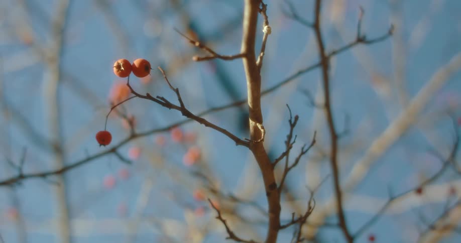 Barren tree branch with just three small red berries hanging off the end at daytime