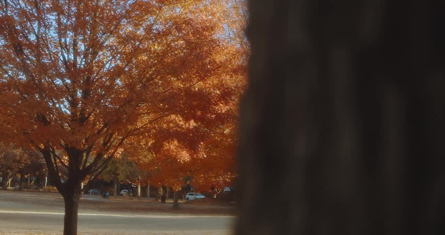 Vehicle drive along a road that passes by a large park with walking trails