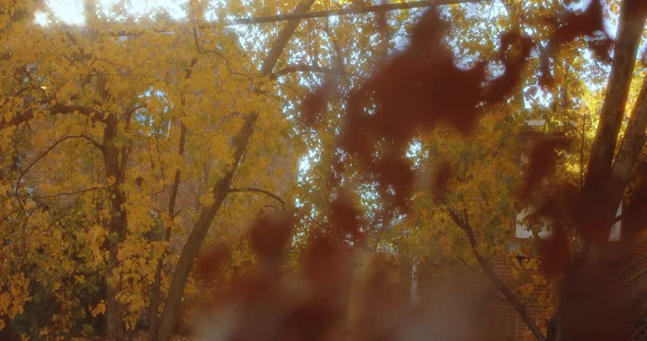 A panning shot of a backyard in fall