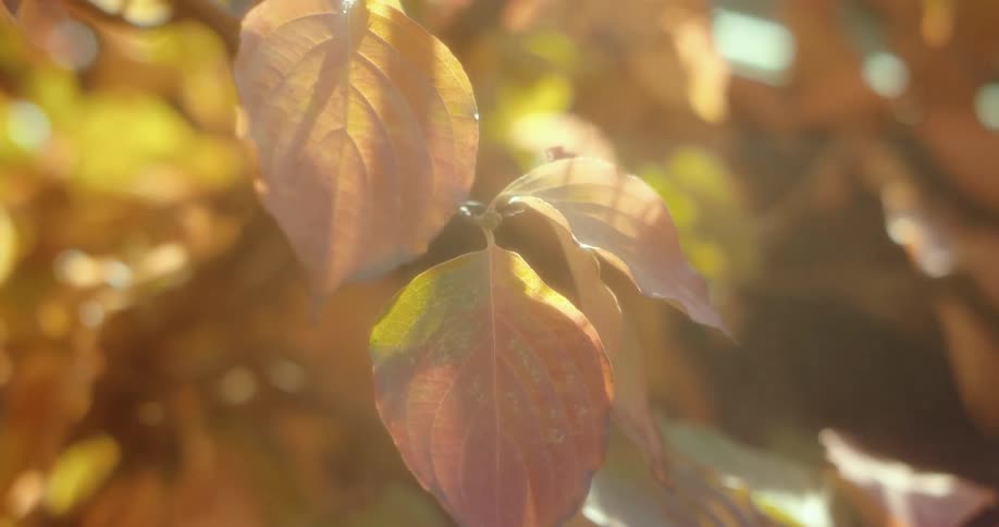 Autumn colored leaves on tree