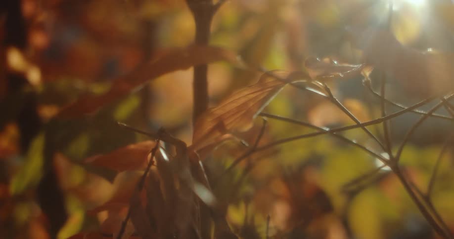 Orange autumn leaves on a small branch at daytime