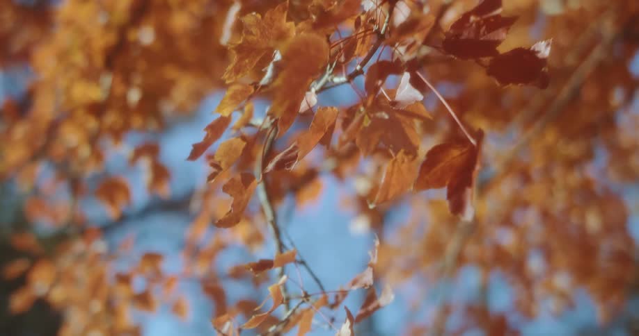 Yellowing leaves on the branch of a tree on a sunny day