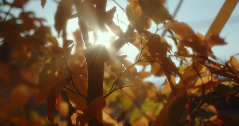The sun is shining on the tree leaves