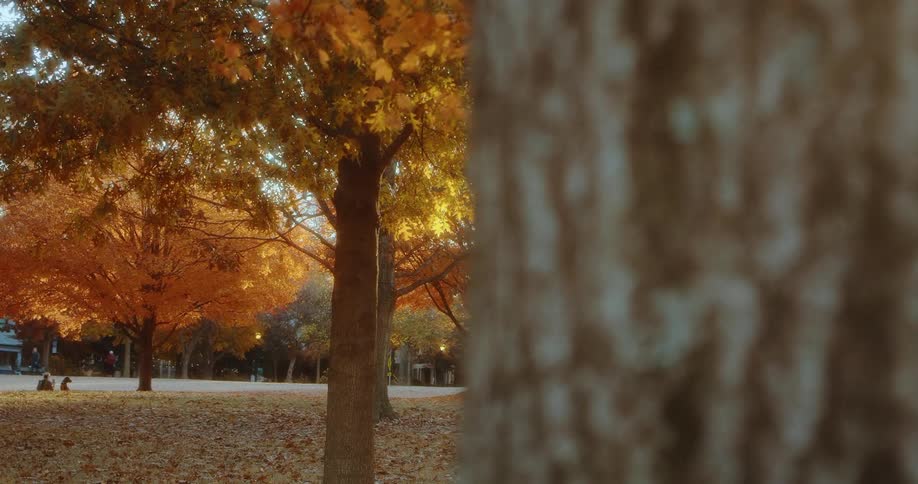 Trees are displayed outdoors in autumn