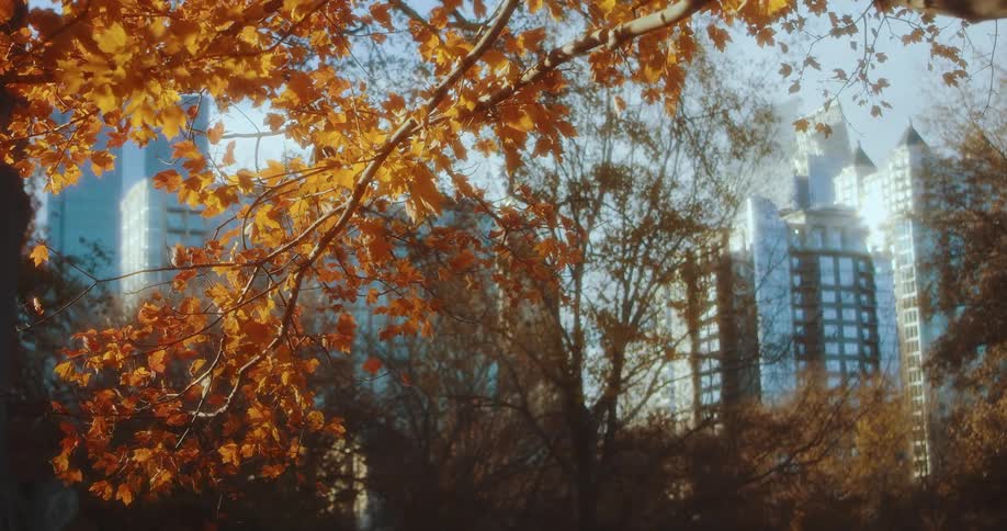 Trees with yellow leaves and branches with buildings the sky and clouds in the background