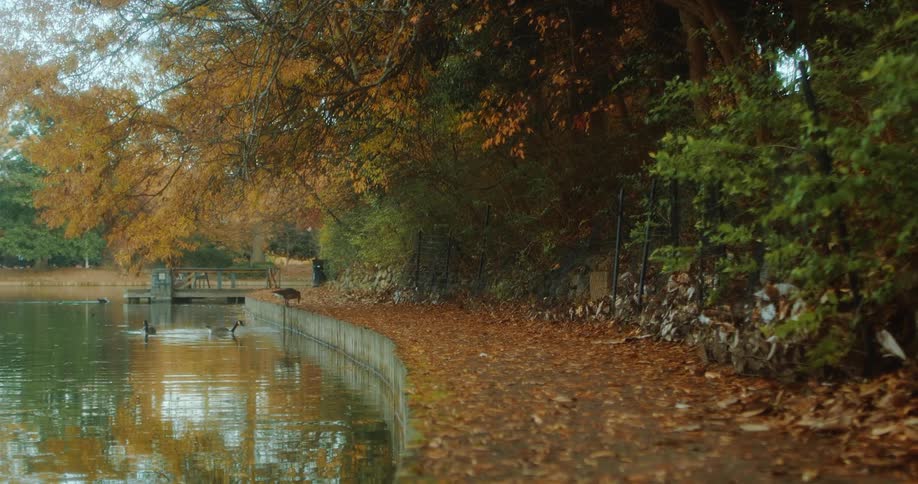 Geese swimming in and climbing out of a lake in an autumn forest at daytime