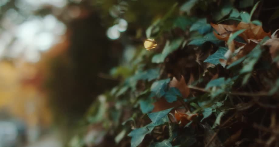 Close up of leaves on trees