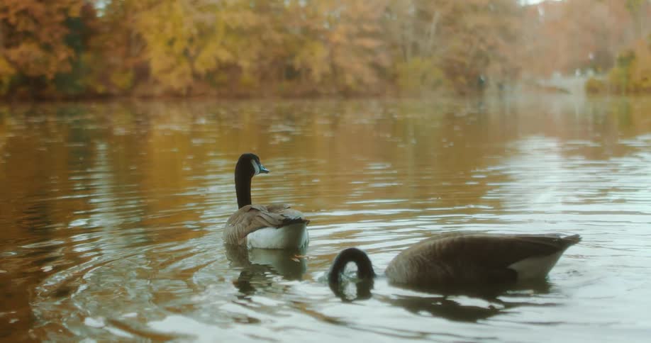 Two geese are swimming in the river