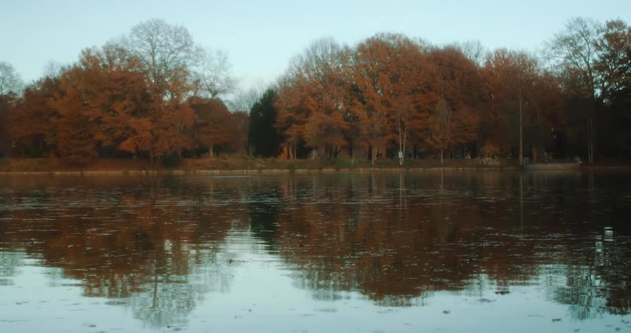 Forest tree line reflecting in the calm waters of a lake at day time