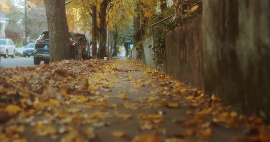 Fallen leaves cover a sidewalk in a city neighborhood during the day