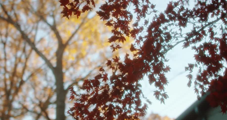 Trees are surrounding a house in autumn