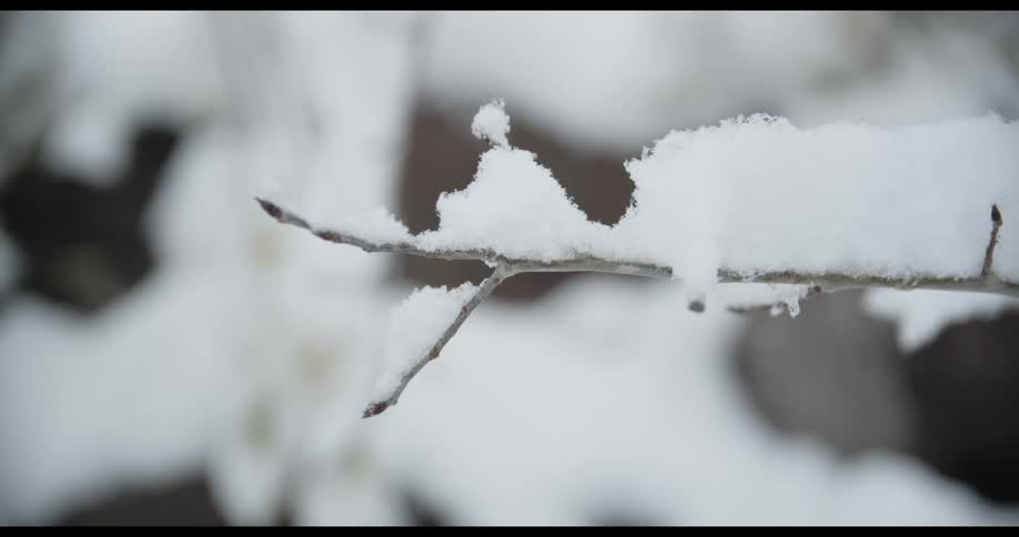 White snow on a skinny branch at daytime in the forest