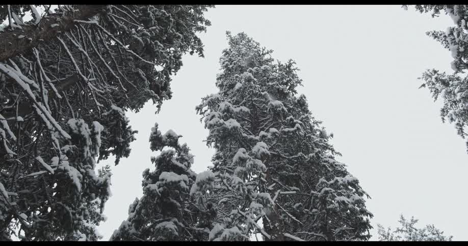 Its snowing in a forest area