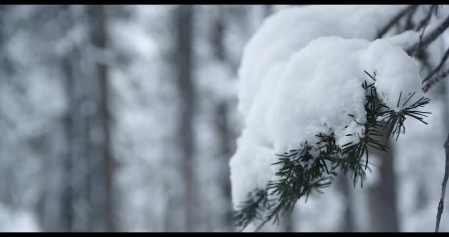 Snow resting on top of a small branch of an evergreen tree in a woodland during the day