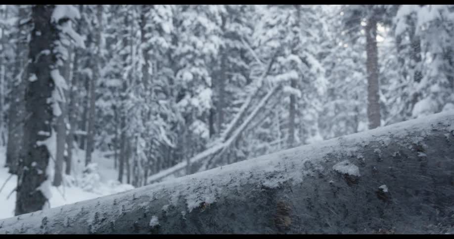 Person rides snow board on tree in snow covered forest area