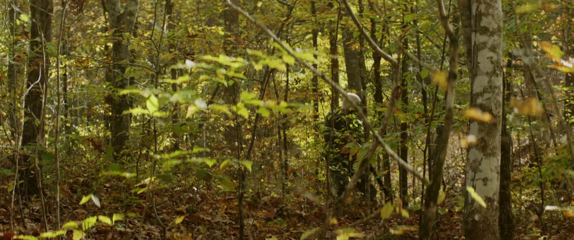 A person with a hat walking in a forest with a gun