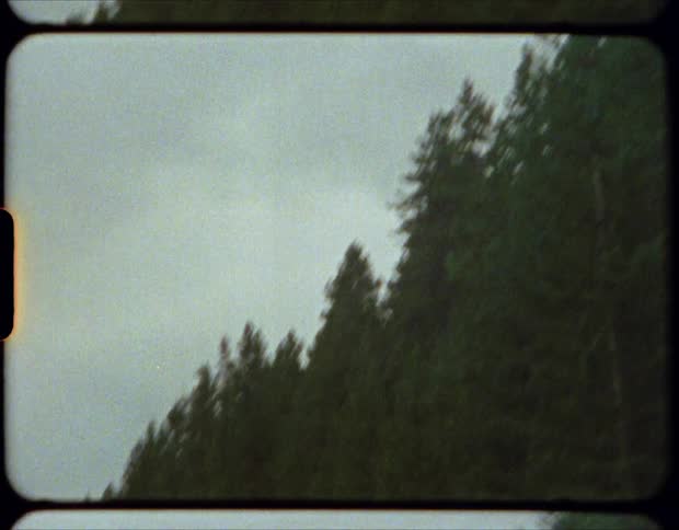 Pine trees in the forest on a mountain caught on film