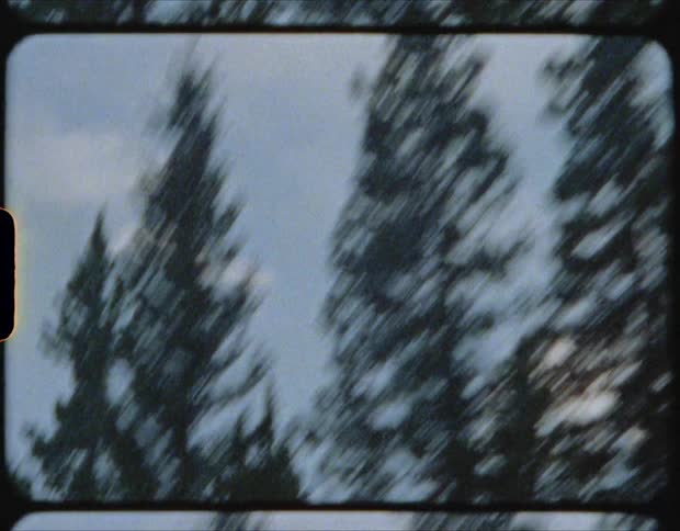 Trees on the side of a road in daylight with blue skies