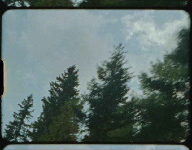 Film of the tree tops of pine trees in a forest at day time