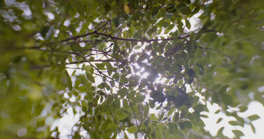 Sun is shining on the trees in a forest