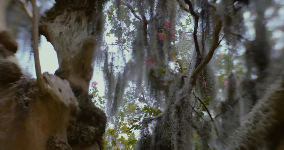 Out of focus shot of spanish moss hanging from tree limbs