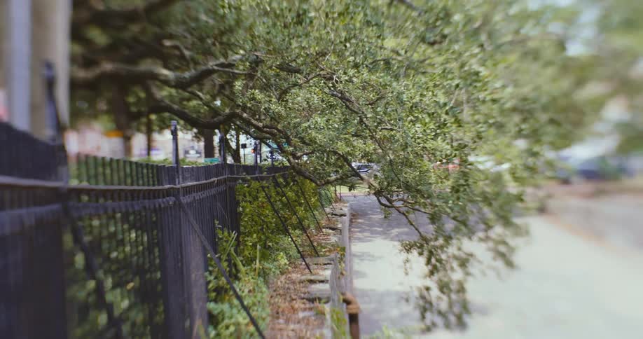 Branches of a tree hang over a fence near a road in city during the day