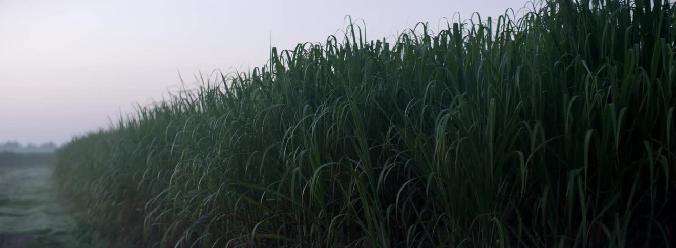 Close up of tall green reeds in a marsh with overcast weather