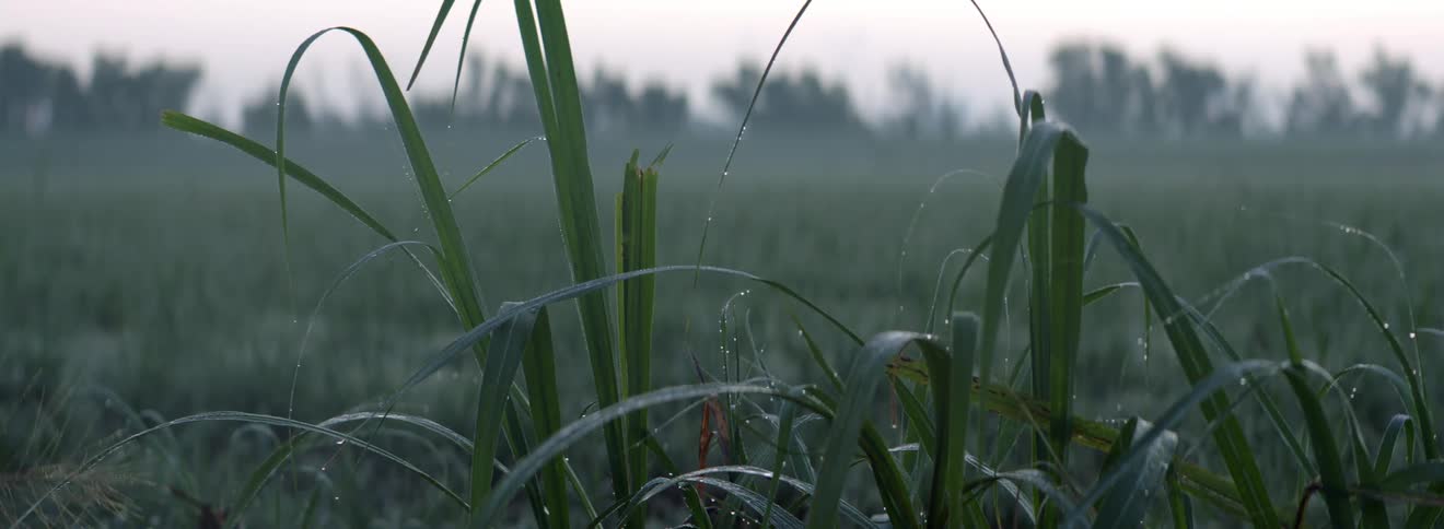Wet stalks of grass bend from their own weight in a grassland during the day