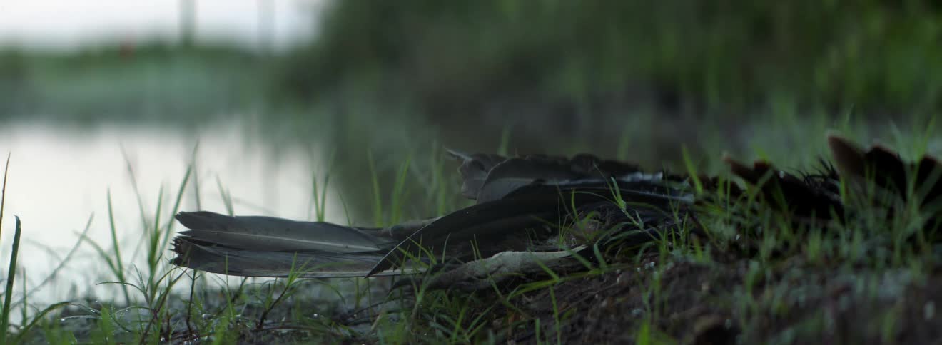 Bird feathers lay on the ground and grass near a body of water at dusk