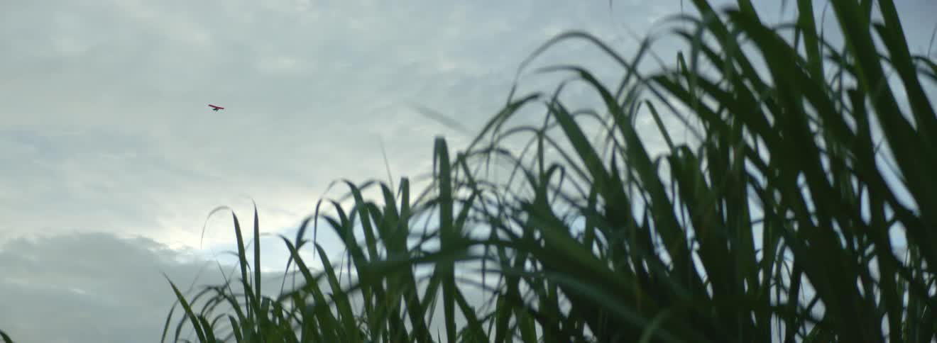 Bird flying far up in the sky over the long green grass at day time