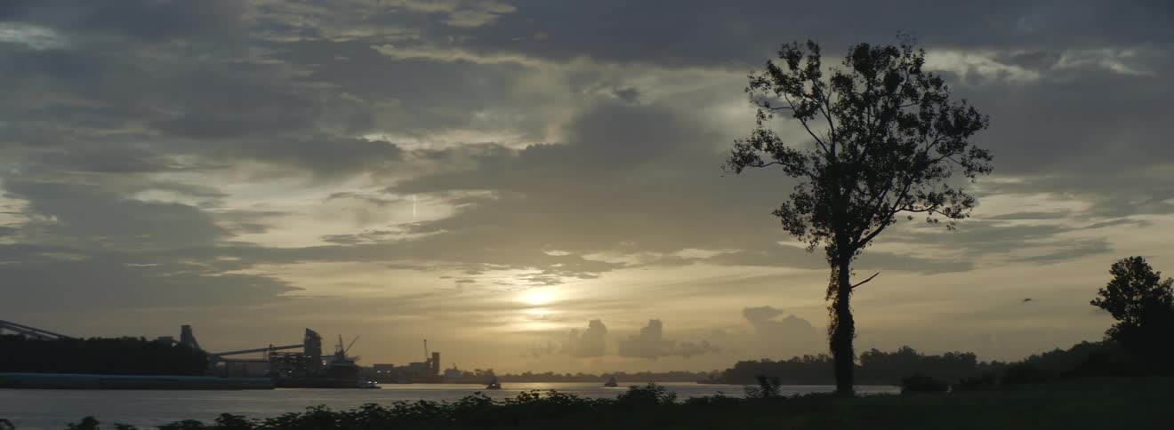 Tree in front of the calm waters of a river next to a coastal city at sunset