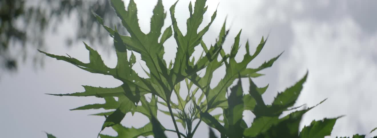 Leaves on a tree are blowing from the wind