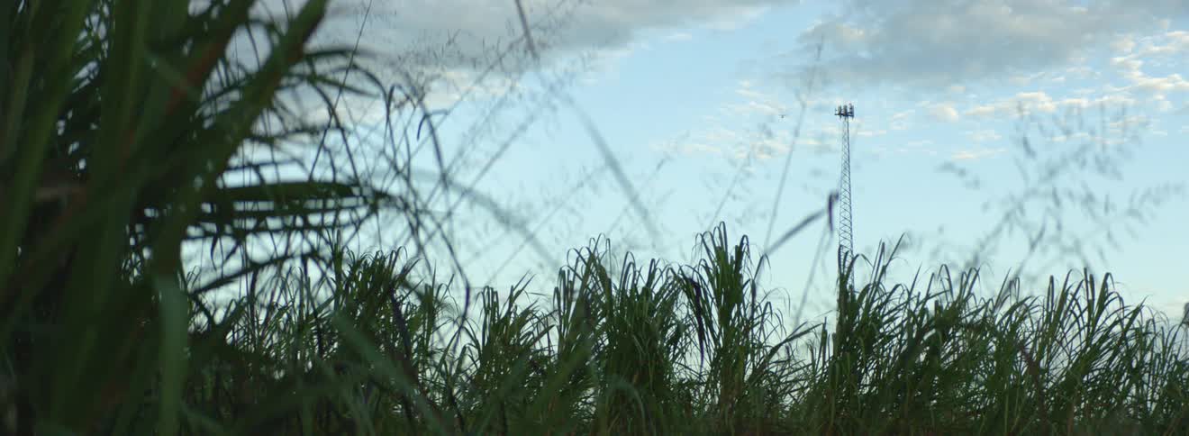 A communications tower stands tall above a patch of tall green grass