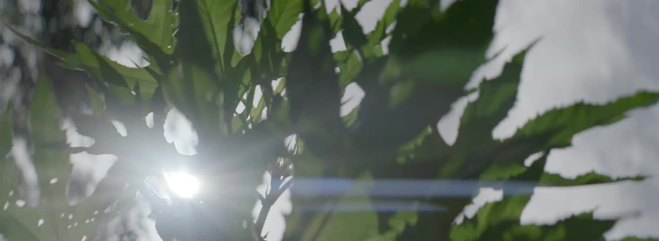 The sun shining down on a plant
