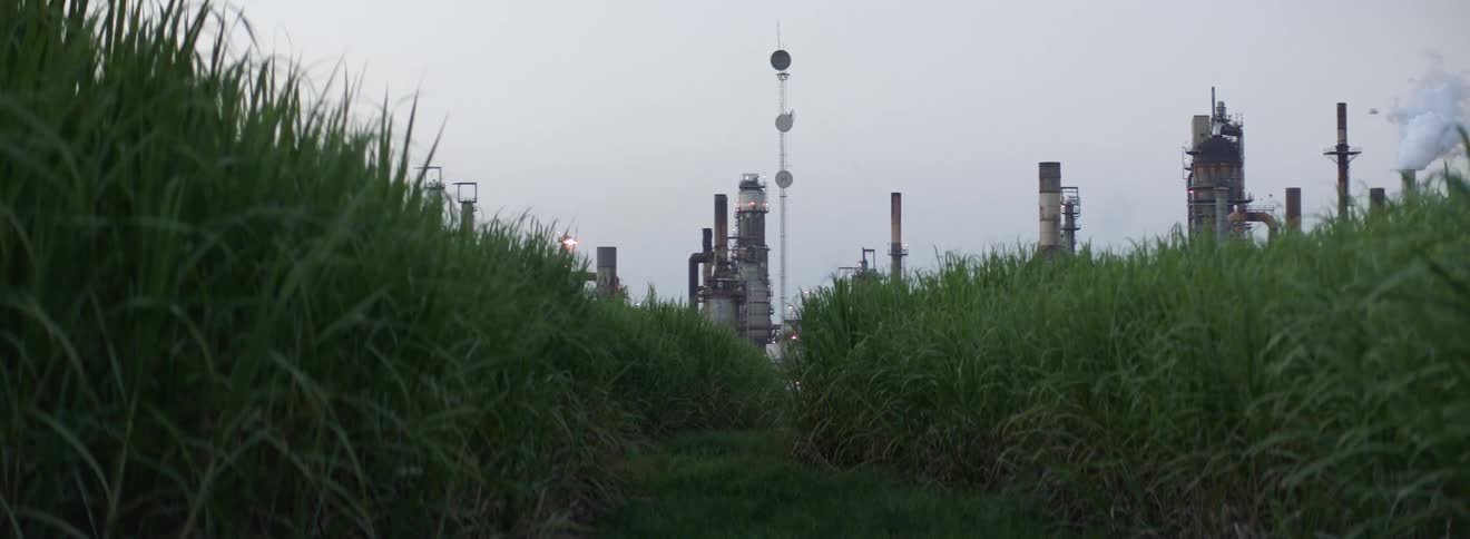 Factory on the horizon beyond the tall green leaves of grass