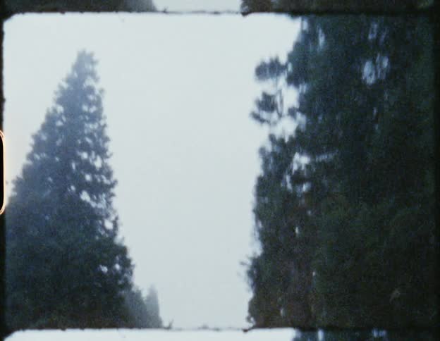 Tall pine trees in the forest around a road in a small town