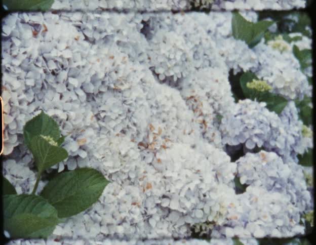 Blooming flowers in a garden with green leaves