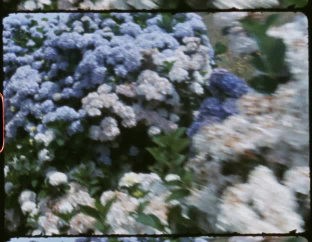 A plant with leaves and flowers with the sky and clouds in the background