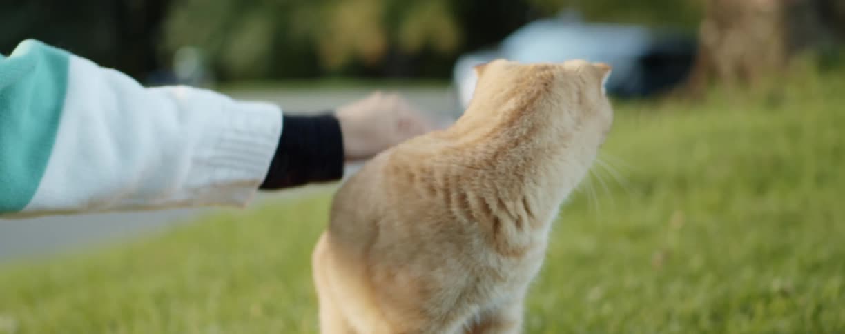 A person is petting a cat on the lawn