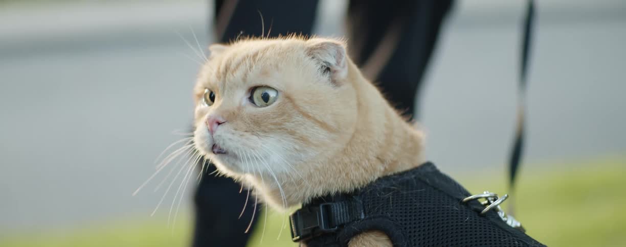 A cat in a harness and collar