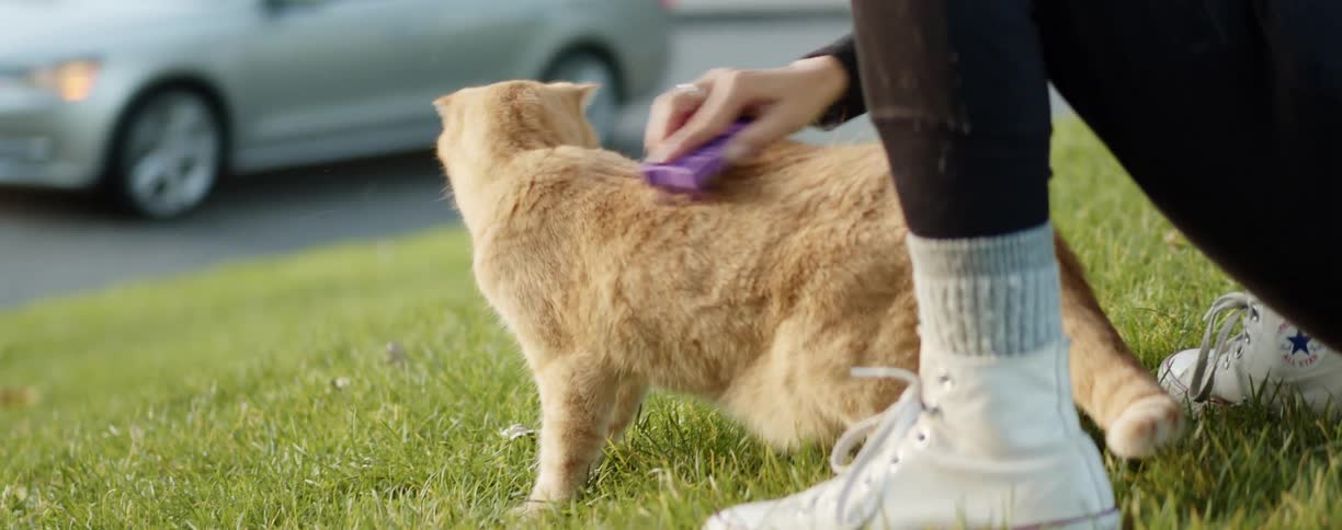 A woman is brushing her cat outdoors in spring