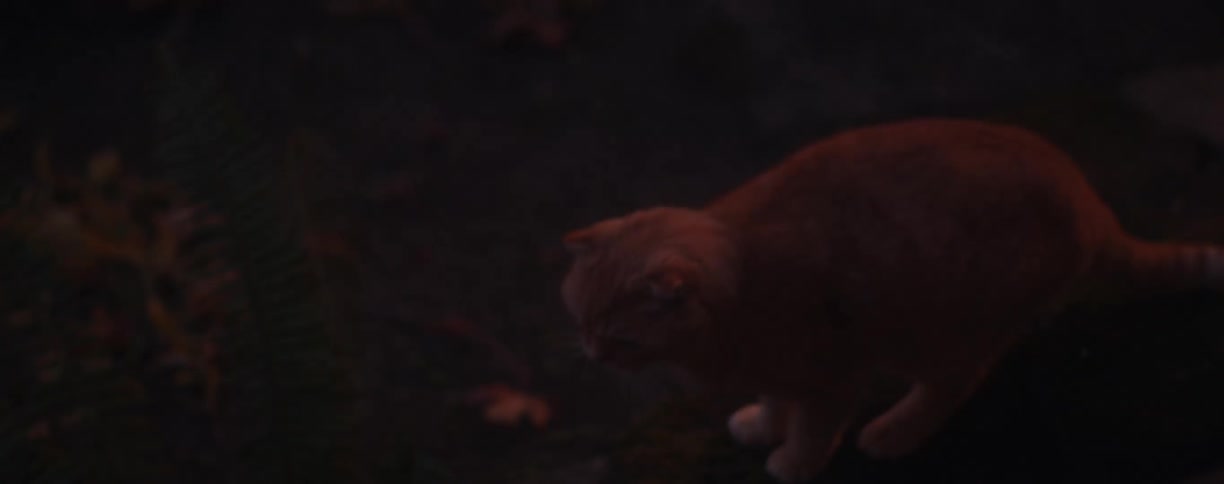 An orange tabby cat climbs up a couple of rocks in a yard and sits down