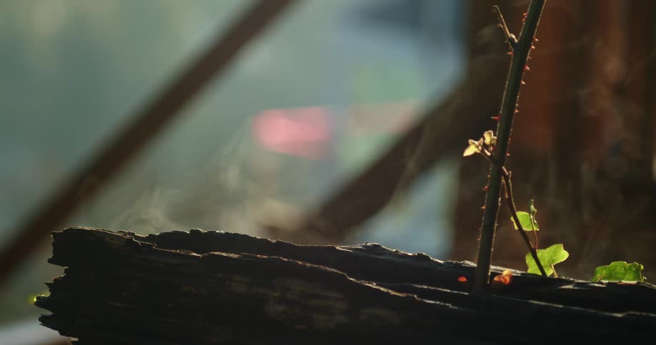 A close up of a burnt piece of wood extinguished campfire with smoke