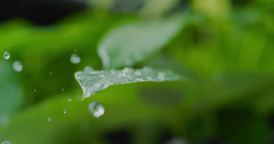 Droplets of water fall from above and splash down onto a green plant leaf
