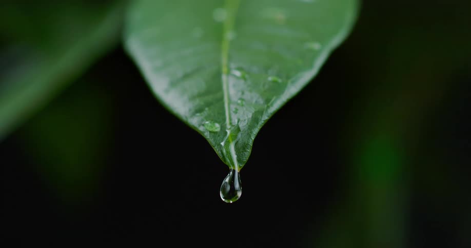 A close up of a green leaf with water running down the leaf into a droplet