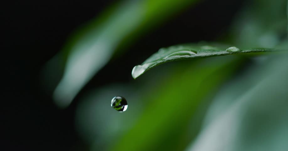 A single droplet of water slowly rolls off of a green leaf and falls below