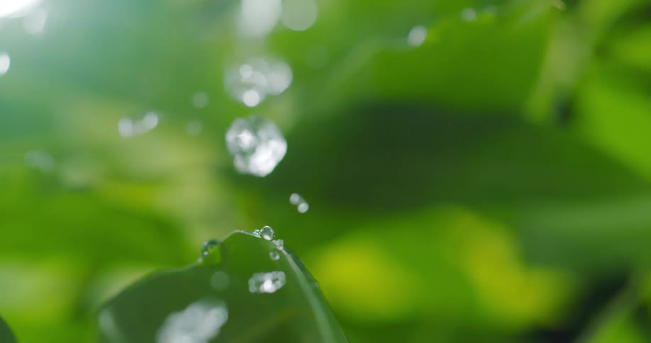 Numerous droplets of water glance off of a plant leaf and fall down below