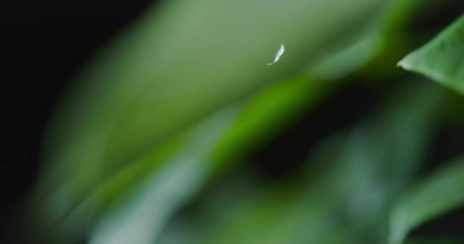 A few droplets of water fall downward and splash onto a leaf below